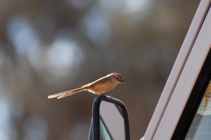 200701 Namibia 0301