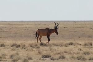 200701 Namibia 2449  