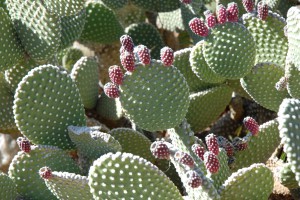 200701 Namibia 2642  