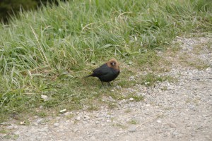 20090606123346 Kanada 0940
