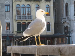 20111227135912 Italien 2557   