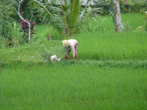 20120520110307 Bali 0444