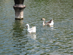 20120530121011 Bali 3287  