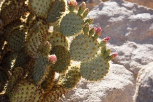 20160522090625 USA-CA 2285  