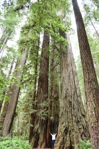 20160608152313 USA-CA 2883