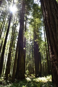 20160610104749 USA-CA 3022