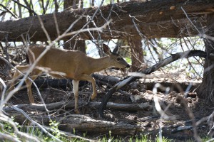 20160606083335 USA-CA 2803  