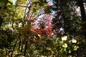 20171002131832 USA NE 6074  
