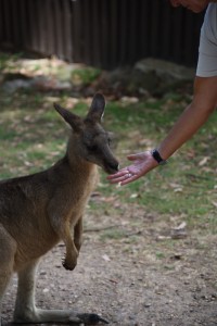 20190114122332 NZ-AU 3011 
