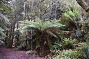 20190120095228 NZ-AU 3342    