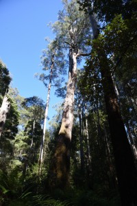 20190122093234 NZ-AU 3430 