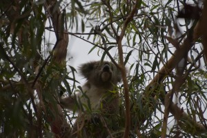 20190131152258 NZ-AU 5605  