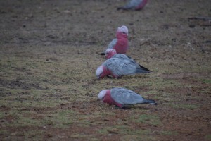 20190213082029 NZ-AU 6569  