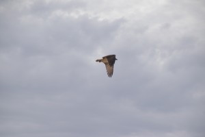 20190304085744 NZ-AU 7793   