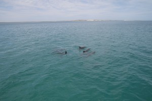 20190308105850 NZ-AU 7975  