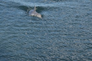 20190311075630 NZ-AU 5727    