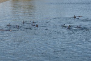 20190311075646 NZ-AU 5730    