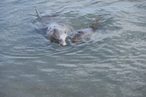 20190312084210 NZ-AU 5885    