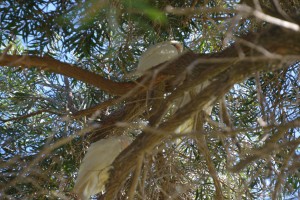 20190324092842 NZ-AU 9008   