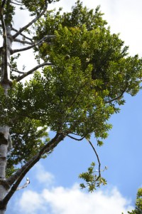 20181118112620 NZ-AU 0034 