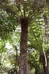 20181119105050 NZ-AU 0146 