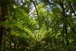 20181122121738 NZ-AU 0629 