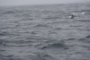 20181128092943 NZ-AU 0428  