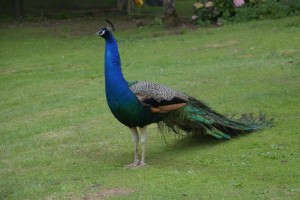 20181220104832 NZ-AU 2923    