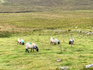20240826105658_IE_Irland_4912